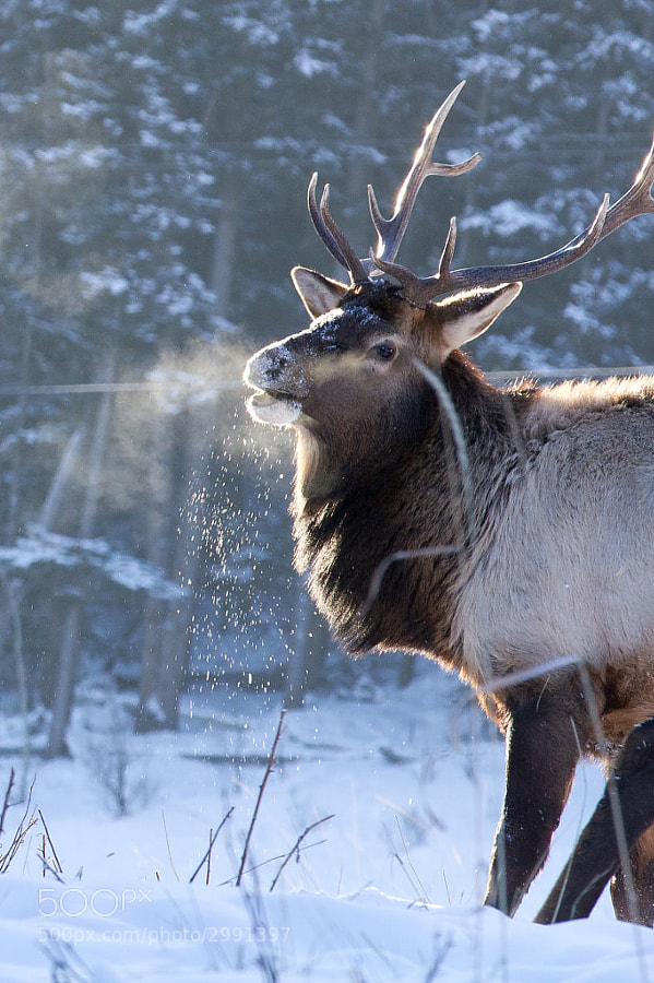 Elk by Victoria Stewart (VikaSImages)) on 500px.com