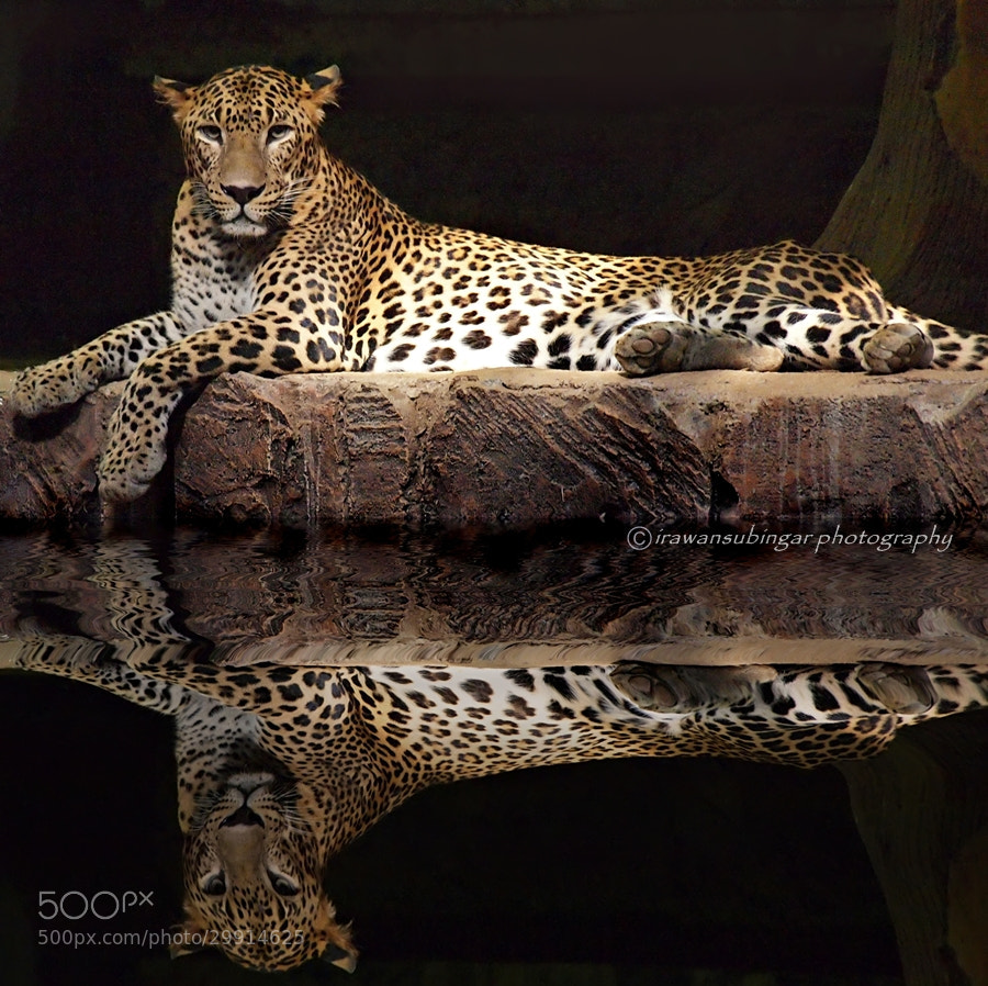 Panthera pardus Kotiya by Irawan Subingar on 500px.com