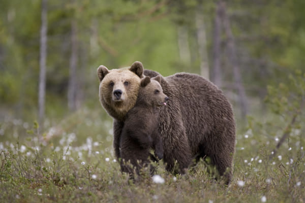 European brown bear and cub by Peter Cairns (Northshots)) on 500px.com