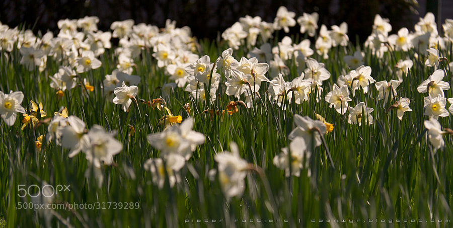 the Narcistic Daffodil by Pieter Rottiers (Caenwyr)) on 500px.com