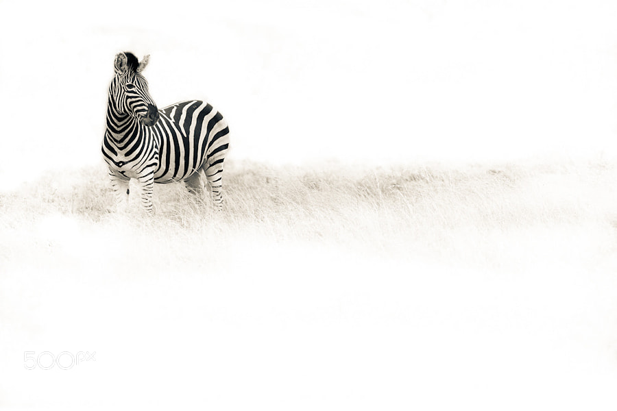 One Zebra by Mario Moreno (mariomoreno)) on 500px.com