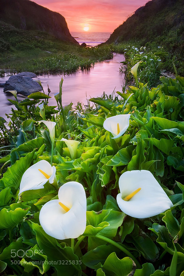 Photograph Calla lilies in Spring by Long Nguyen on 500px