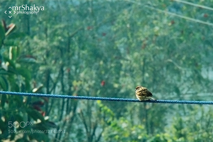 a single sparrow by Manish Shakya (MrShakya)) on 500px.com