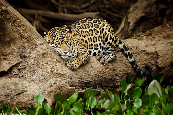 Jaguar (Panthera onca) by Octavio Campos Salles (octaviosalles) on 500px.com