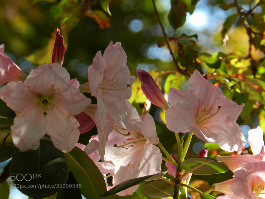 Morning Rhododendron by Scott Finley (scottfinleynh)) on 500px.com