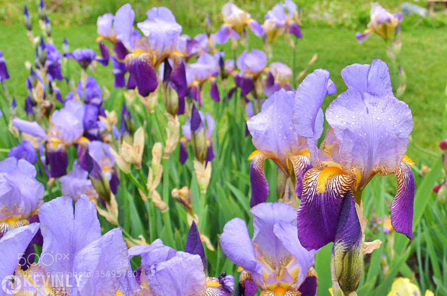 Presby Memorial Iris Gardens by Kevin Ly on 500px.com