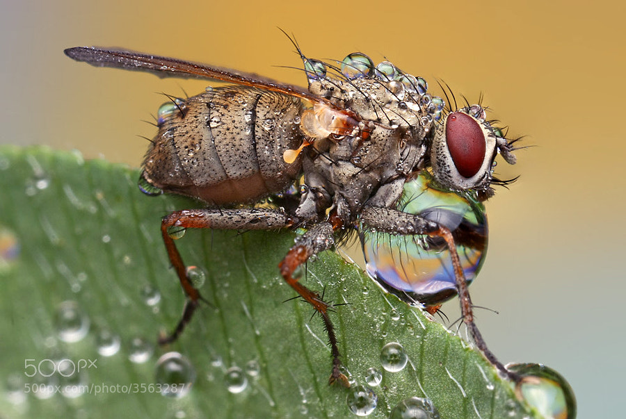 Insects cope in a downpour @ ShockBlast