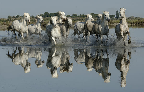 Camargue Horses in the South of France by Kevin  Pepper (kpepphotography)) on 500px.com
