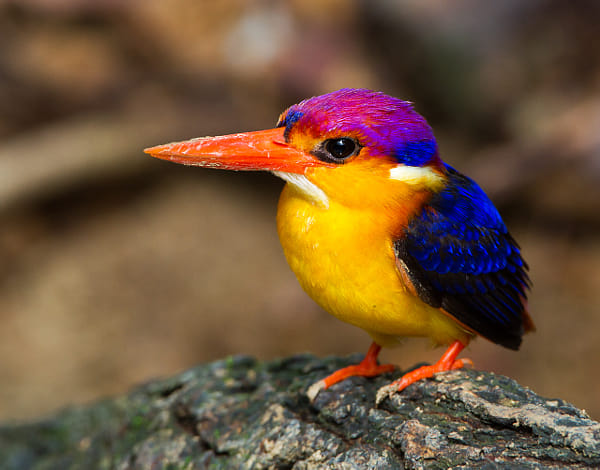 Oriental Dwarf Kingfisher (Ceyx erithaca) by Akshay Charegaonkar on 500px.com
