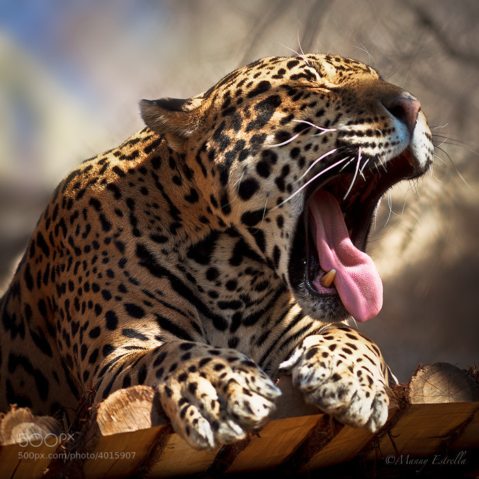 Yawn... by Manny Estrella (wisben) on 500px.com