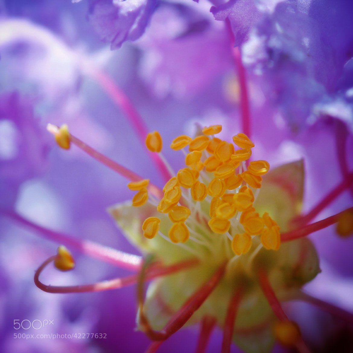 Heart of the Crepe Myrtle by Lisa Miller on 500px.com