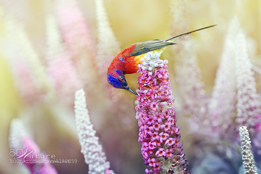 Photograph Mrs Gould's Sunbird by Sasi - smit on 500px