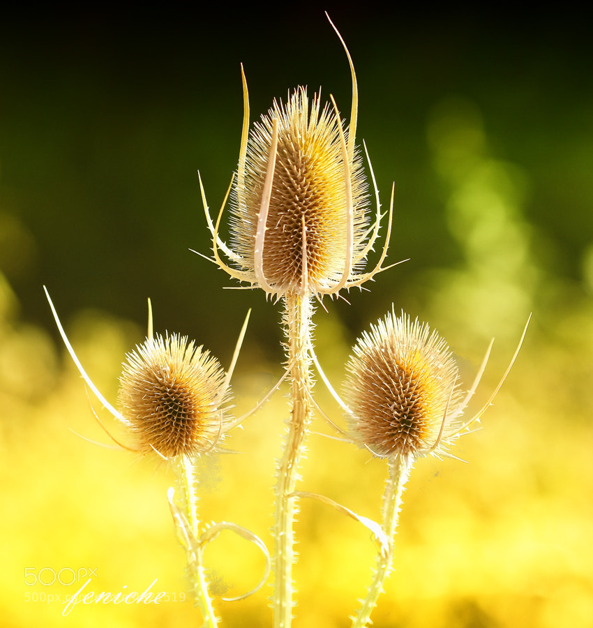 Фотография природы желтыми цветами Фениче Фернандо на 500px