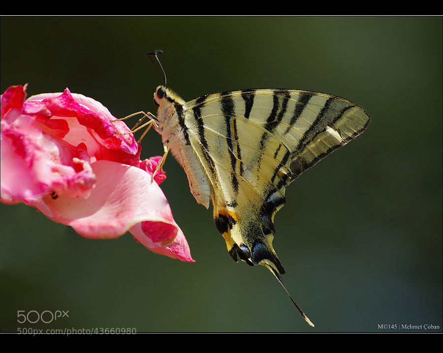 Swallow Tailed Butterfly. by Mehmet Çoban on 500px.com" border="0" style="margin: 0 0 5px 0;