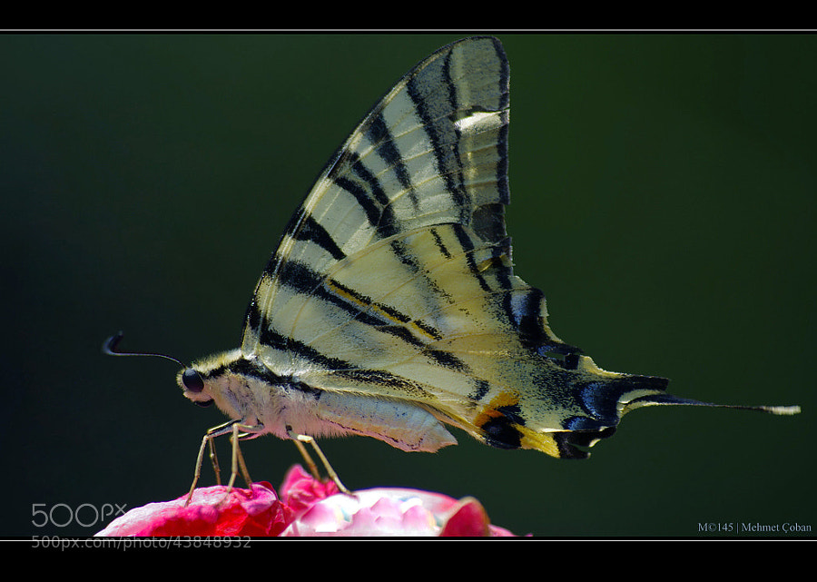 Butterfly by Mehmet Çoban on 500px.com" border="0" style="margin: 0 0 5px 0;