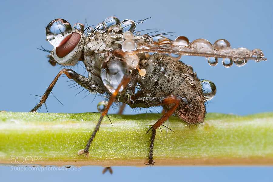 Insects cope in a downpour @ ShockBlast