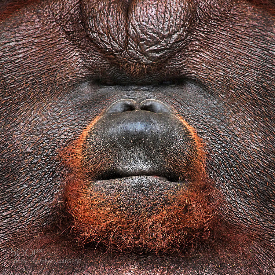 the Orangutan by Hendy Widianto (HendyWidianto) on 500px.com