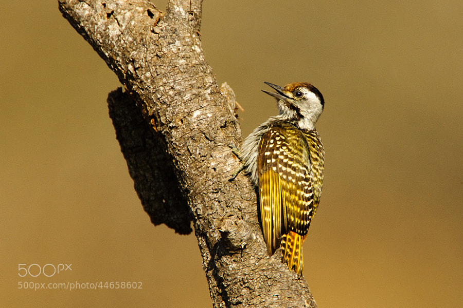 Golden-Tailed Woodpecker by Wayne Holt on 500px.com