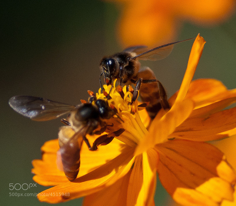 Honey Bee by shande ) on 500px.com