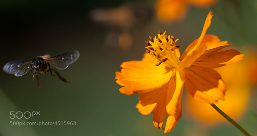 Honey Bee by shande ) on 500px.com