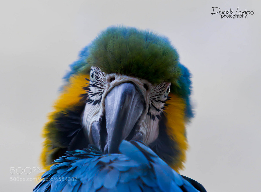 Parrot by Daniele Lembo (DanieleLembo) on 500px.com