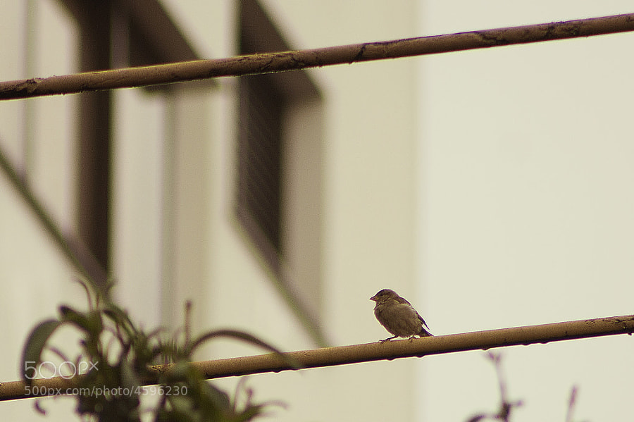 sparrow by Adriano Carvalho (adrianocarvalho)) on 500px.com