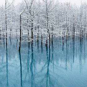 Blue Pond-Cool Colors