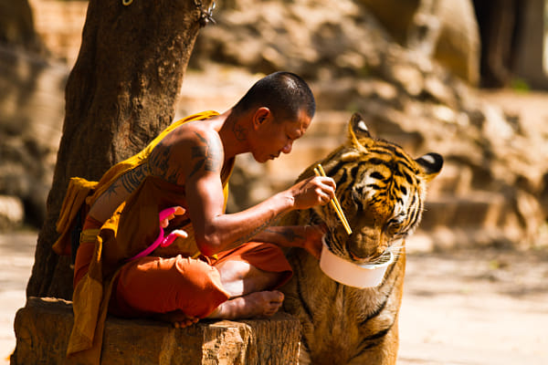 Monk  and Tiger sharing their meal.