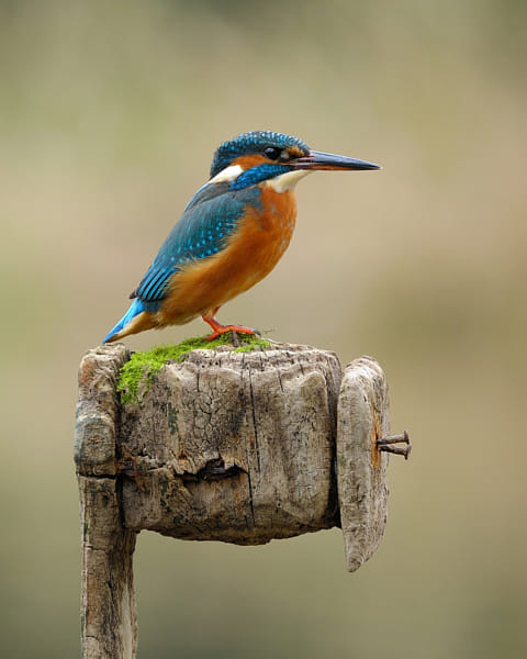 Kingfisher female on Post by Dean Mason (DeanMason)) on 500px.com