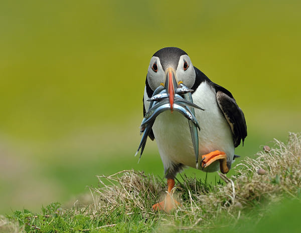 Puffin with Catch by Dean Mason (DeanMason)) on 500px.com