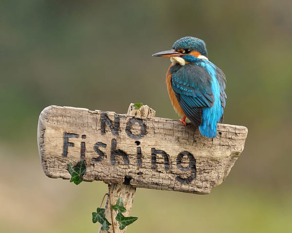 Kingfisher on Sign by Dean Mason (DeanMason)) on 500px.com