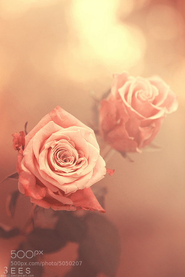 Roses ... by Essa Al Mazroee (3ees)) on 500px.com