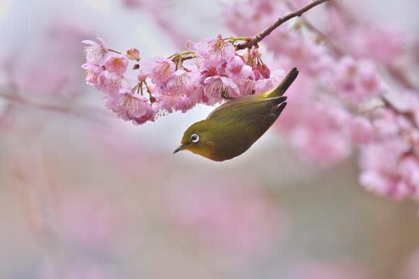 Spring has come by Kaz Watanabe (paparl58) on 500px.com
