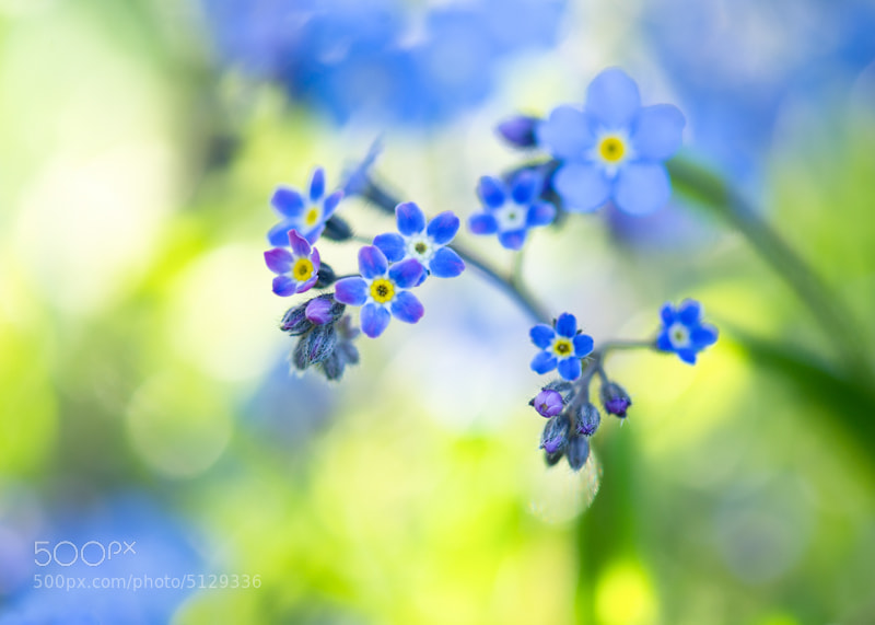 Photograph Forget me not Canvas Blue Color abstract photos : Blue is Bleu