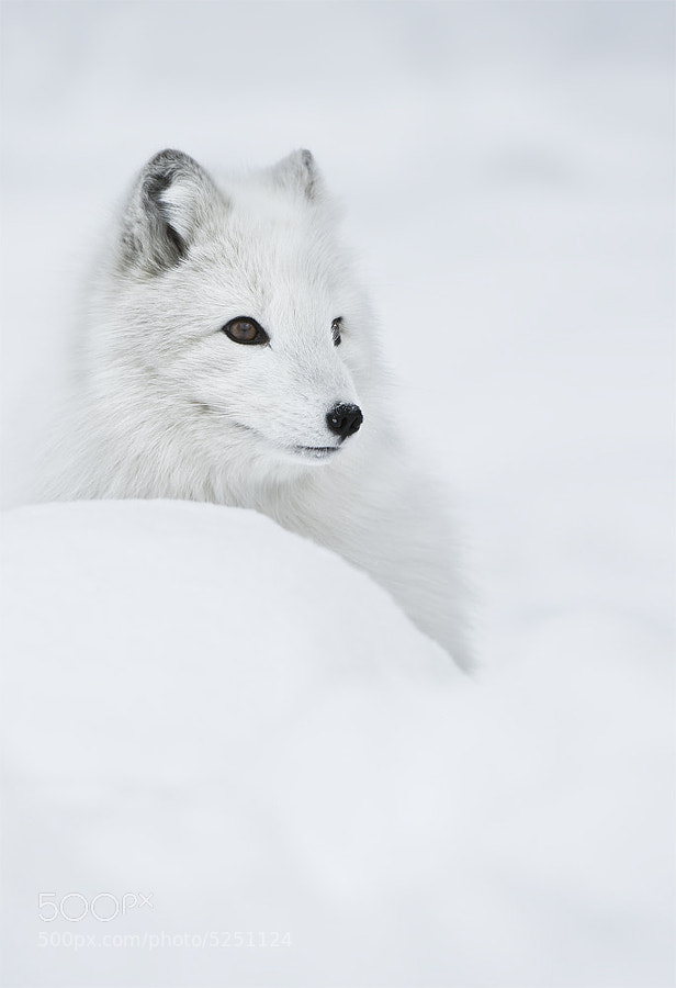 "Snow Queen" by Andy Astbury (AndyAstbury)) on 500px.com