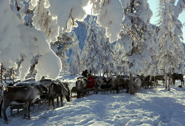 I have just spend a few extra ordinary days with the Even reindeer herders in the coldest inhabited place on earth - Oymyakon. I have traveled with friends and Misja and Kesja, the reindeer herders and 25 reindeer over taiga land of great beauty!