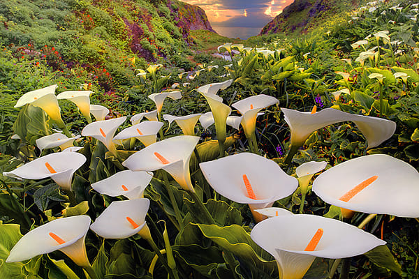 Cala Lilies In Garrapata State Park by Kevin McNeal (kevinmcneal) on 500px.com