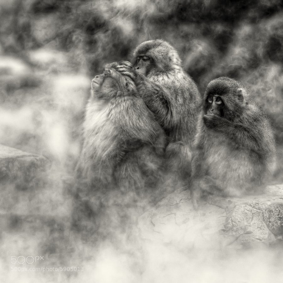 Into a misted up world by regis boileau (thesouthernroute)) on 500px.com