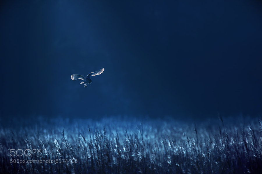 Barn Owl Blues - Capturing the Light - Ultimate Tips and Examples