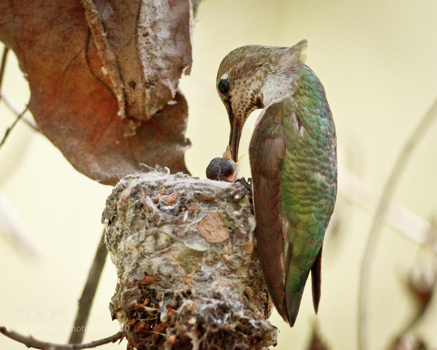 A Mother's Love by Carl Jackson (cbjphoto) on 500px.com