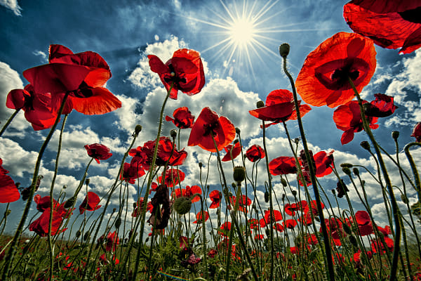 Where flowers meet the sky by Alexander Sidorov (Alexander_Sidorov)) on 500px.com