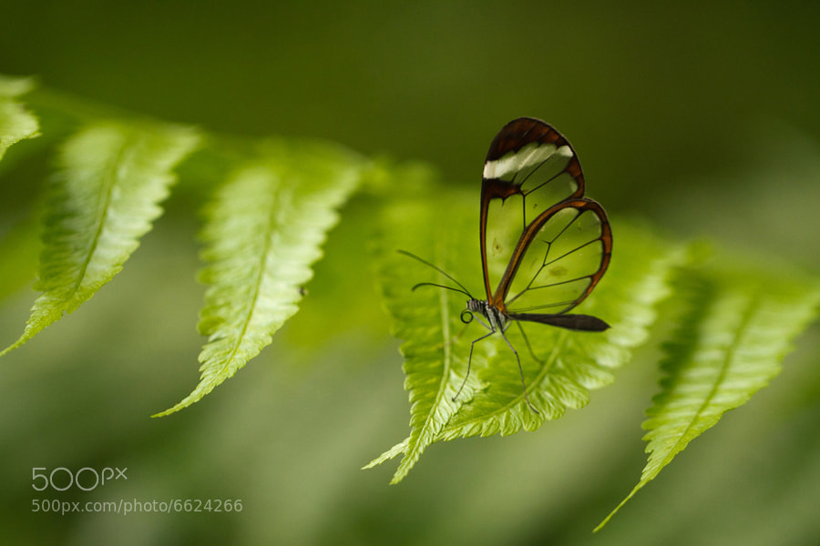 Clear Butterfly - Costa Rica by Benjamin Nocke (huntington)) on 500px.com