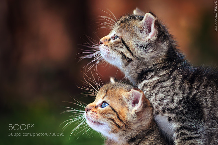 Two For Fun - And now the exciting begins :) by Zoran Milutinovic (ZoranPhoto) on 500px.com