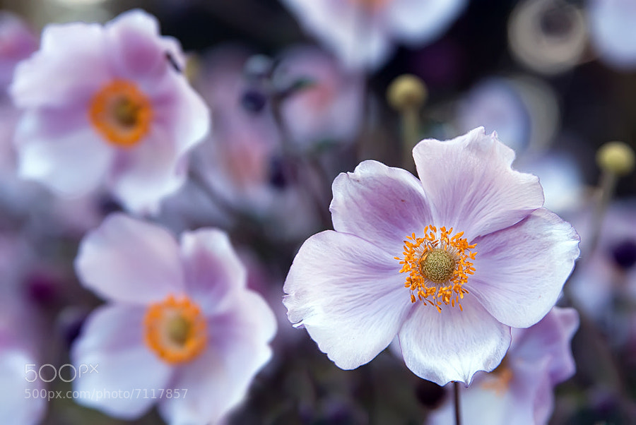 Photograph Flower Bokeh by Markus Reugels on 500px