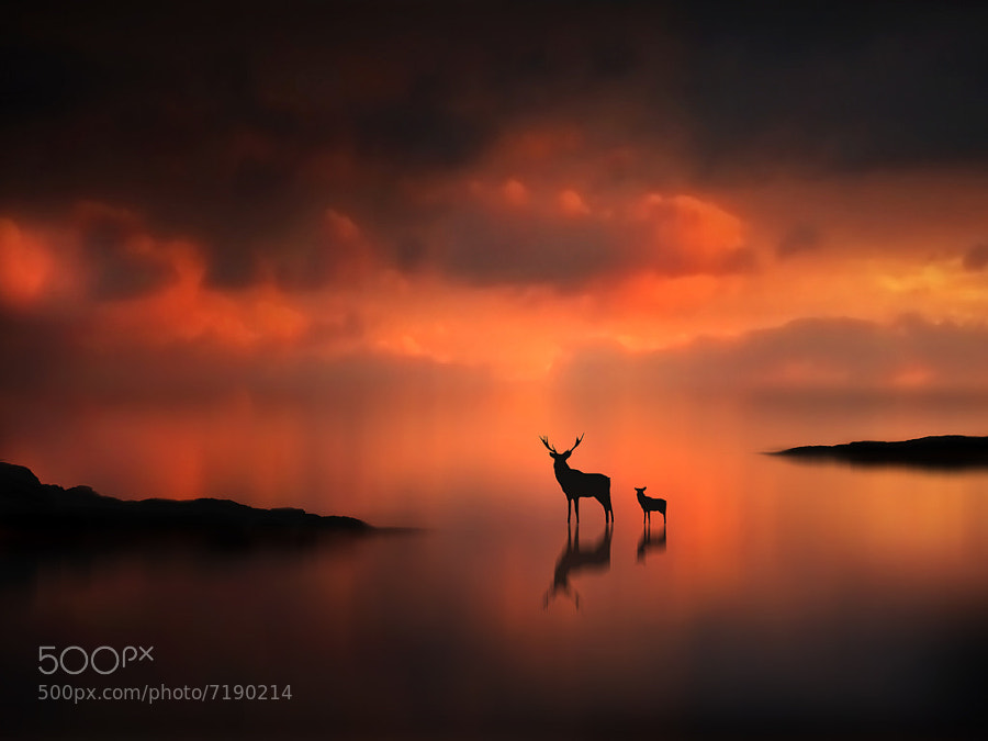 The Deer at Sunset - Capturing the Light - Ultimate Tips and Examples