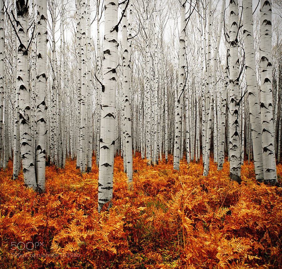 Aspen Forest by Chad Galloway (chadgalloway)) on 500px.com