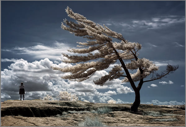 Lone Pine by Frank Lemire (Syncros) on 500px.com
