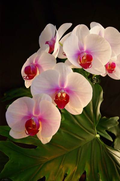 Delicate Beauty Phalaenopsis Orchid by Julia Adamson (AumKleem)) on 500px.com