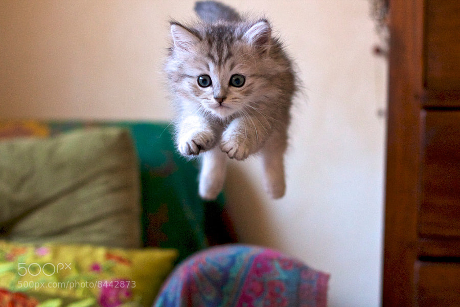 flying cats
