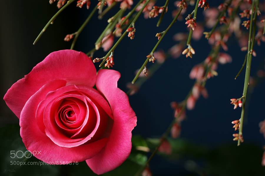 Passionate Embrace ~ Pink Rose by Julia Adamson (AumKleem) on 500px.com